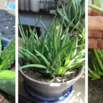 One Cup a Day: The Natural Drink That Helps Your Liver Recover While You Sleep.