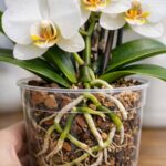 Never buy a snake plant again. How to force one to produce pups