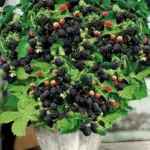 12 Groundcovers That Take Over So Weeds Never Get a Chance