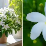 Which Groups of Men Usually Prefer Slim Women?