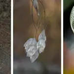 7 Shrubs You Can Prune in February Without Losing Blooms