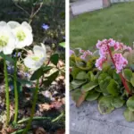 15 Flowers You Shouldn’t Deadhead