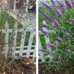 Prune Hydrangeas Before March (But Only These Types) – Or You’ll Cut Off Blooms