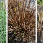 Why Your Snake Plant Isn’t Growing: 9 Common Mistakes