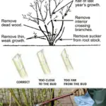 Why Yarrow Was Called a Battlefield Plant – And Why Gardens Still Need It