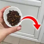 Christmas Cactus Care After Blooming: 7 January Steps for Strong Regrowth