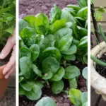 8 Things to Do With Orchids in February