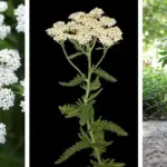 12 Fast-Growing Vegetables You Can Harvest in Under a Month