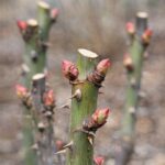 My uncle taught me this trick to get rid of holiday fruit flies in just 2 mins with 0 effort. Here’s how it works