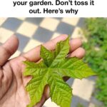 Here is how to keep cyclamen colorful and perky through the coldest winter weeks