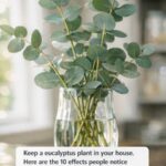 Keep pothos in a low light room. Here are the 10 effects that surprise people