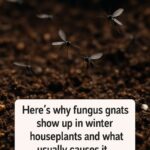 Mine could definitely flower more