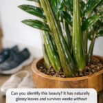 Pour this 1 mineral mixture into peace lily soil for this leaf-plumping effect