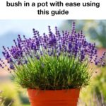 Clean and prep garden tools now to prevent disease later