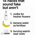 Sliced into Spam and found firm white chunks embedded throughout. Is that mold or something bad