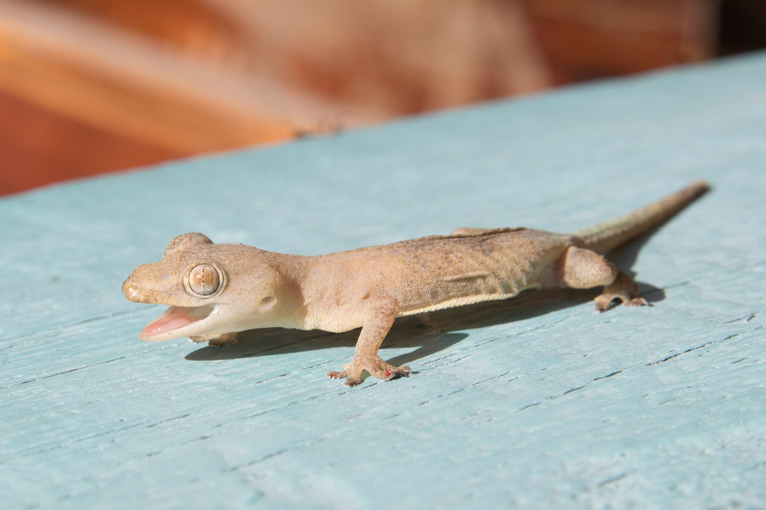 Common house gecko - Wikipedia