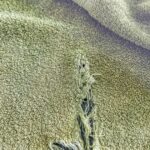 Why Deli Ham Sometimes Shows a Rainbow Shine — And What It Means