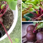 What is this plant called? It produces tiny babies that you can replant endlessly. Perfect for pet owners