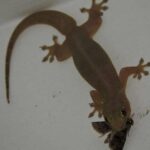 After five years of bathing him, helping him move, and acting as his round-the-clock caregiver, I accidentally overheard my paralyzed husband laughing with a stranger. He casually called me his “free servant” and bragged that he wouldn’t leave me a cent.