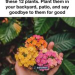 Pour this 1 natural mixture into propagation jars for this root-triggering effect