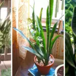 Grow Mint Near Your Patio – The Scent Does More Than Just Smell Good