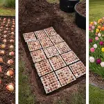 12 Self-Seeding Flowers That Come Back on Their Own Every Year