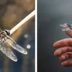 Here’s why you should pour milk on your tomato plants