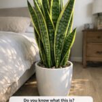 12 Companion Plants to Grow Under Cucumbers for Better Harvests