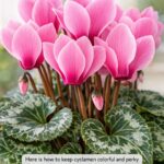 Here is how to perk up a sad peace lily when winter heat dries it out