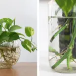 9 Crops That Thrive With Nasturtiums Close By