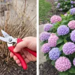 10 Things to Do in the Garden Before March Arrives