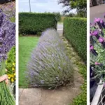 Aloe Vera Leaves Not Plump? How to Get Thick Aloe Vera Leaves