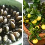 One Dragonfly Can Eat 100s of Mosquitoes per Day: Keep These Plants in Your Yard to Attract Dragonflies!