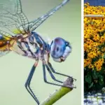 15 Plants That Bloom All Summer Long