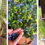 Lady stacks mismatched saucers with glue. This forgotten kitchen item gets a glow-up