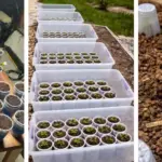 Here’s Why You Need to Add Pinecones to the Bottom of Your Planter