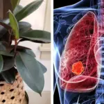 Why Every Home Needs a Pothos Plant: 7 Reasons