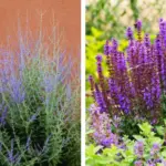 Most People Don’t Realize Oregano Can Address These 12 Health Concerns