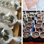 How to Grow Clematis in a Pot: A Complete Guide to Thriving Container Vines