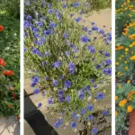 Scatter Bay Leaves in Your Garden – The 6 Benefits Every Gardener Should Know