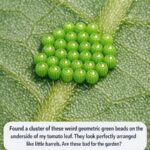 Found these creepy red tentacles erupting from a slimy egg sack in my mulch bed. Is this some kind of alien invasion?