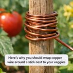 I dissolved an aspirin in water and poured it on my dying plant. 24 hours later, this is what happened