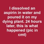 Cleaning out the flower beds and found these tiny dried things on a dead stalk. They look exactly like little brown skulls. Is this real or some kind of weird mutation?