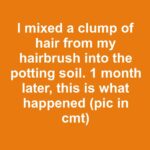 I crushed a calcium tablet and buried it under my pepper plant. 20 days later, this is what happened 