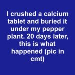 Rosemary and Coarse Salt: Why You Should Keep Them Together in a Jar Indoors