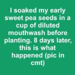 Wake up dormant hydrangeas with these tricks to ensure massive summer blooms