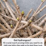 10 common kitchen scraps that double your spring strawberry yield so you never have to buy expensive fertilizer again.