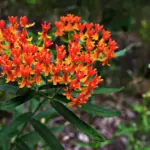 Cleaning out the flower beds and found these tiny dried things on a dead stalk. They look exactly like little brown skulls. Is this real or some kind of weird mutation?