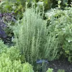 25 Perennials That Come Back Every Year