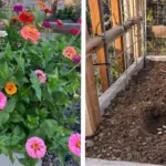 Hydrangea Care in April: 7 Things to Do for Bigger Blooms